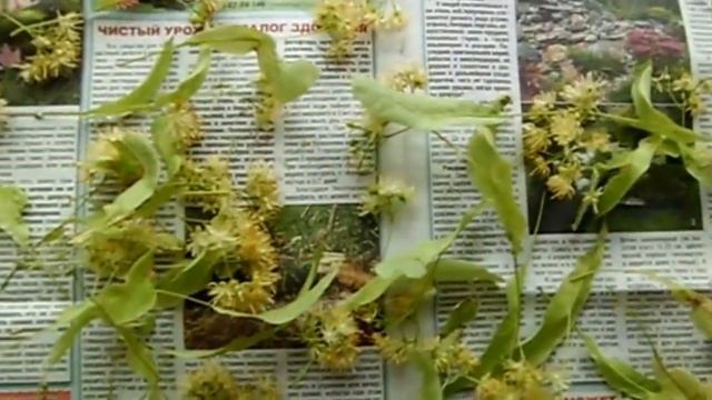 Как сушить липу смотреть онлайн
