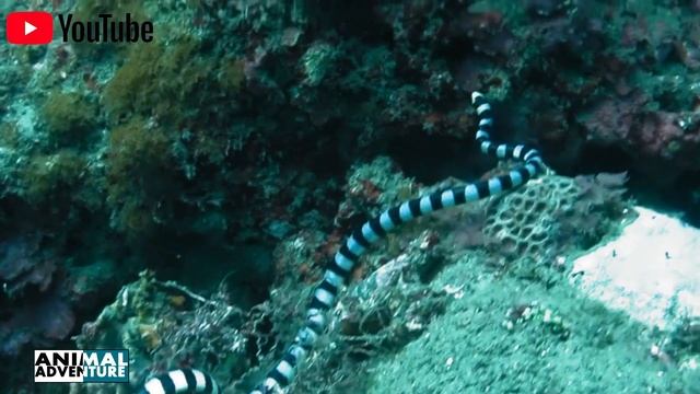 Latest Facts About The Blue Krait''Malayan Krait''snakes | The Animal Adventure | смотреть онлайн