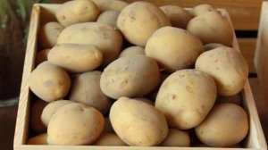 Самые урожайные сорта картофеля