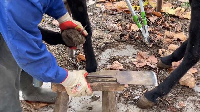 The inside of the donkey's hoof is festering! Remove all to avoid infection! смотреть онлайн