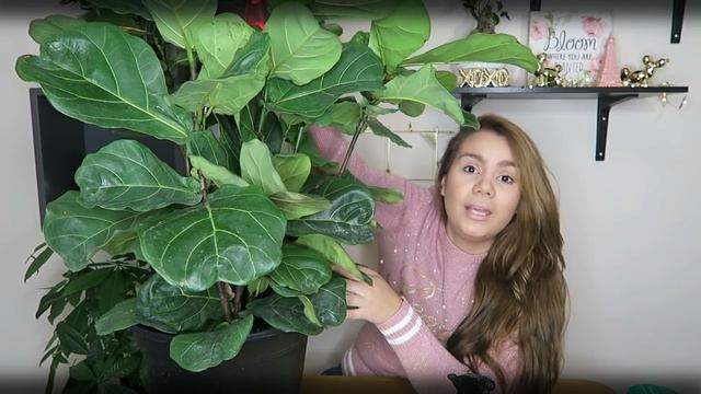 Ficus Lyrata Cuidados, Cultivo, Trucos y mas!!! смотреть онлайн