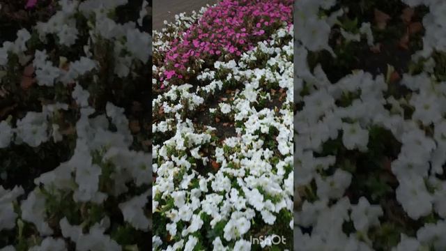 Исэнмесез,хэерле иртэ,рэхэт утсен ял коннэрегез! смотреть онлайн