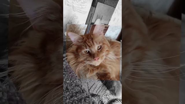 Ля какой!Мейнкун.Рыжий смотреть онлайн