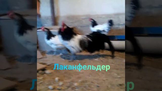 Лакенфельдер куры Туркестан