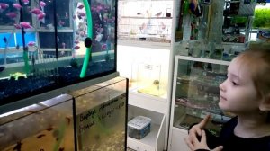 ? Аквариумные рыбки МОГУТ СЪЕСТЬ ДРУГ ДРУГА ? Как правильно выбрать аквариум и аквариумных рыбок?