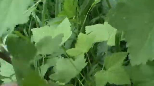 Черная смородина плодоносит после прищипывания молодых побегов.Черная смородина уход смотреть онлайн