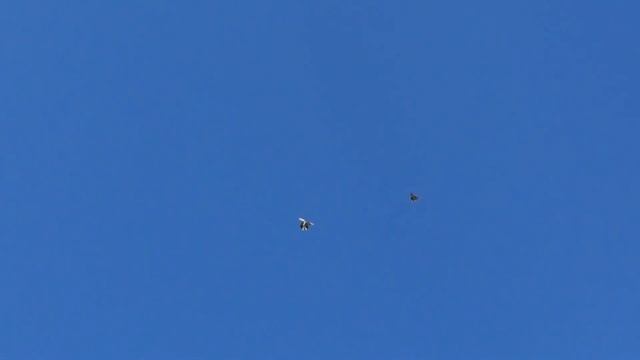 Голуби Липецка смотреть онлайн