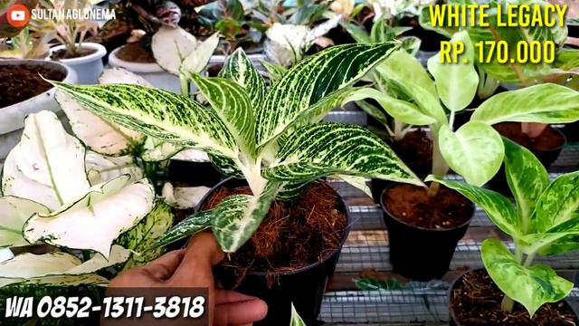 GEBER AGLONEMA KOLEKSIAN DAN RUMPUNAN MURAH | HARGA TURUN LAGI | TANIAN SENDIRI смотреть онлайн