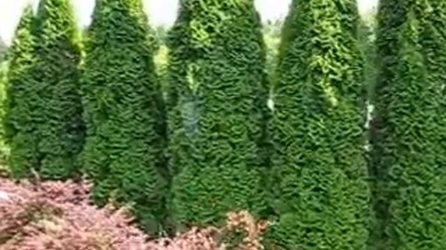 Medininkai смотреть онлайн