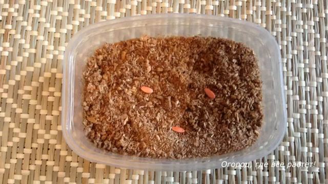 Удобная посадка огурцов на сетке. С компостом и без компоста.mp4 смотреть онлайн