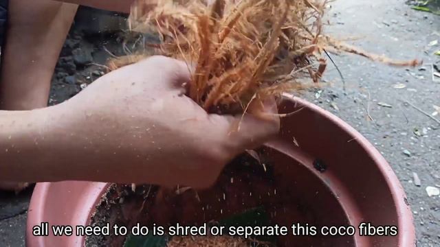 Libreng Coco peat for Plantitos and Plantitas смотреть онлайн