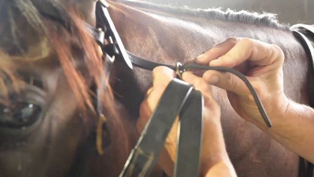 Racing Queensland - How it feels to own a share in a racehorse смотреть онлайн