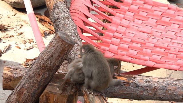 Чесание японских макак: удачное и не очень смотреть онлайн