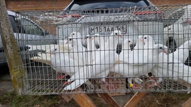 Голуби цены Птичий рынок г Прохладный-ч2 смотреть онлайн