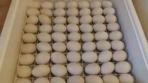 17-й день инкубации индоутиных яиц. Опрыскивание.