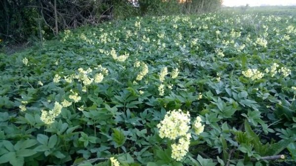 Primula elatior. Primula veris