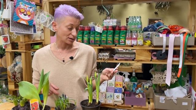 Тюльпаны, нарциссы, крокусы и гиацинты. Обзор луковичных растений в горшках смотреть онлайн