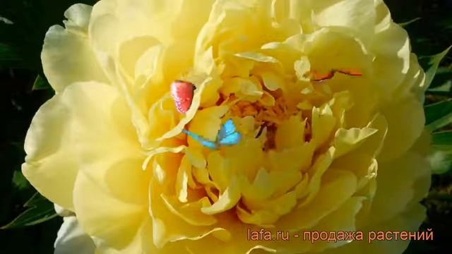 Пион ито Бартцелла (paeonia itoh) ? ито пион Бартцелла обзор: как сажать, рассада пиона Бартцелла смотреть онлайн