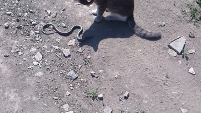 Змея против кота смотреть онлайн