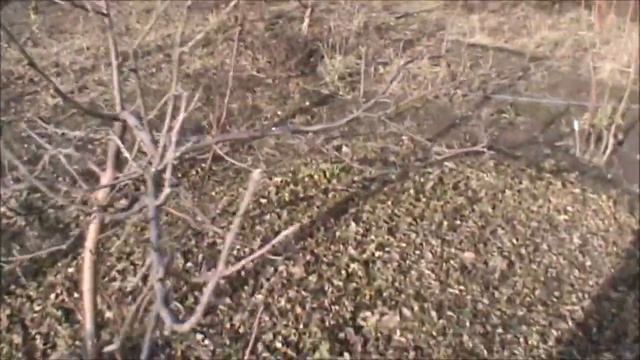 Верба или ива  Как отличить