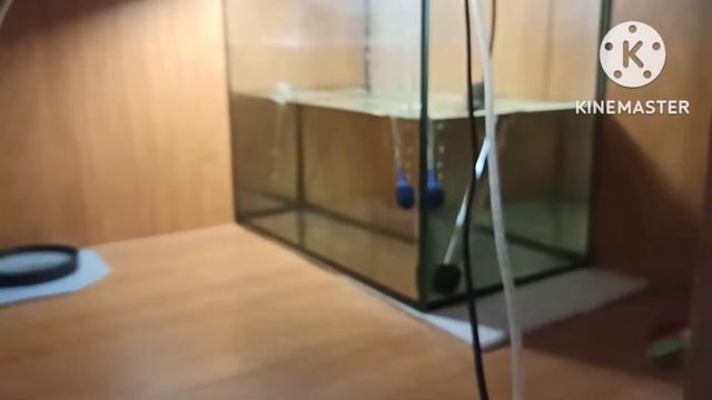 ЛОПНУЛ АКВАРИУМ!!!!![КАК Правильно КЛЕИТЬ АКВАРИУМ] смотреть онлайн