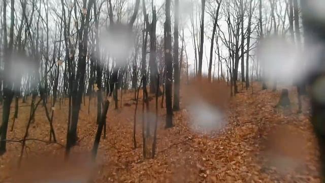 Кубок Ульяновской области по спортивному ориентированию. Винновская роща, 29.10.23 (1080p, 60fps) смотреть онлайн