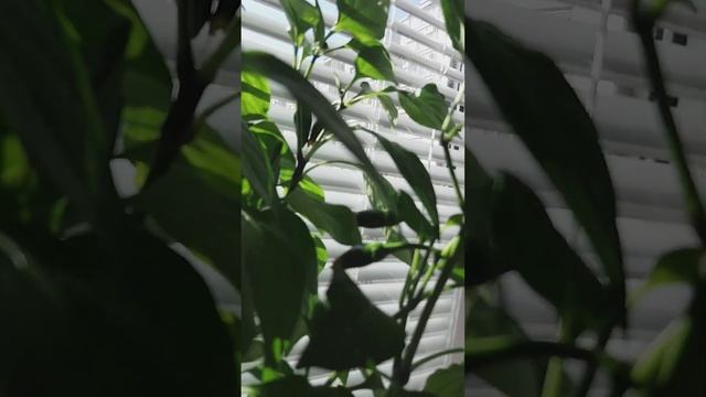 Перец острый Халапеньо в домашних условиях. смотреть онлайн