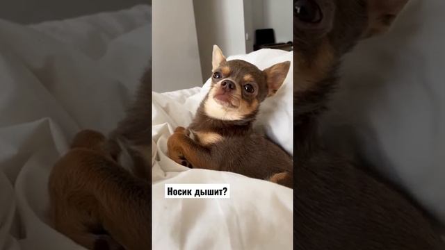 Лёня в прошлом году переболел простудным заболеванием и знает как это, когда носик не дышит ? смотреть онлайн