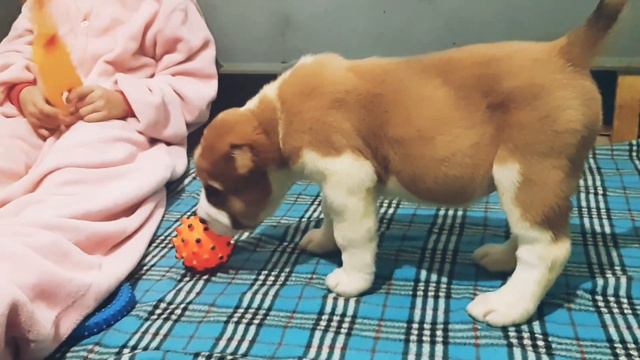 ЗУР БАШИ питомник САО (УСЛАДА💘) АЛАБАЙ ЩЕНКИ ПРОДАЖА +7937 36 999 03; смотреть онлайн