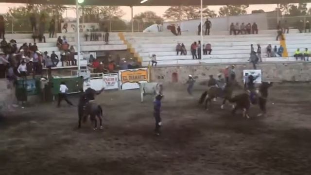Toro la gran estafa de los toros explosivos de Raul de la torre смотреть онлайн