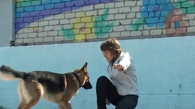 Кинологи в школе № Каменска-Уральского. смотреть онлайн