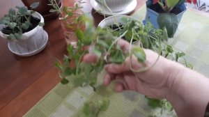 Прищипывание душистого горошка, результат.  Рассада.