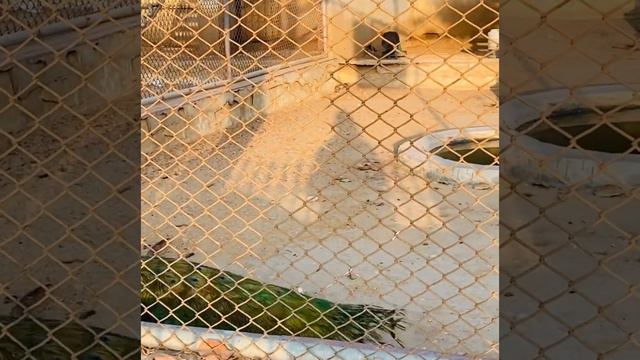 Another fun day with cousins #zoo смотреть онлайн