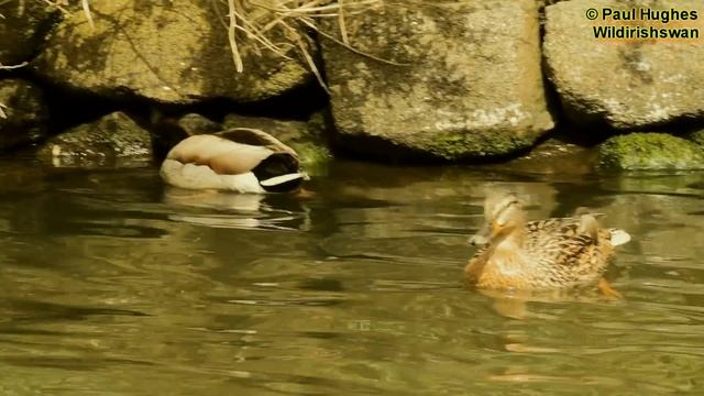 Mother duck attacks baby ducks смотреть онлайн