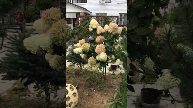 Гортензия метельчатая Лаймлайт/ Hydrangea paniculata Limelight смотреть онлайн