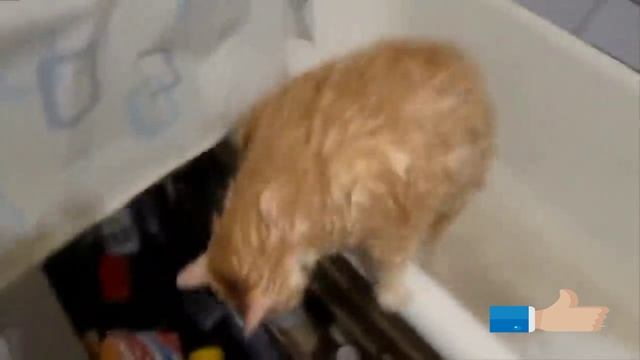 Угарные коты? смотреть онлайн