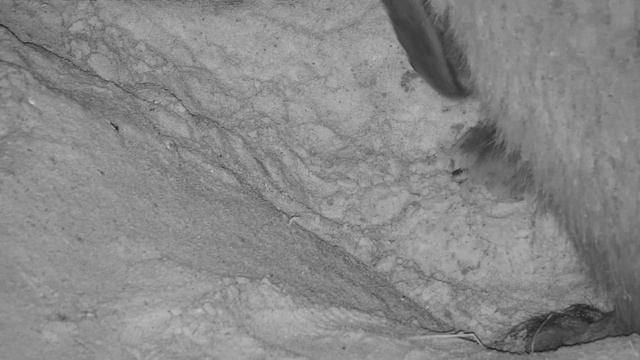 Ночная жизнь в вольере Мансура: Манс нашёл в своей подпопной ямке жука и слопал его.