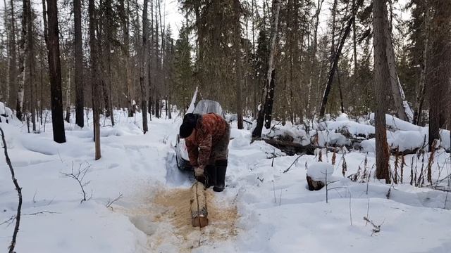 Солонец для лося в глухой тайге смотреть онлайн