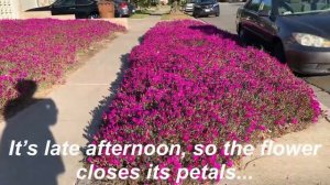 Ice plant flowers and what you need to know. cây hoa băng và những điều bạn cần biết
