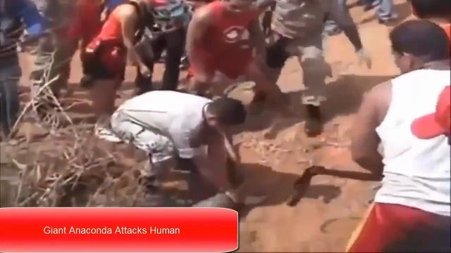 Anaconda Attacks Human - Giant Anaconda Attacks Human Biggest Python Snake