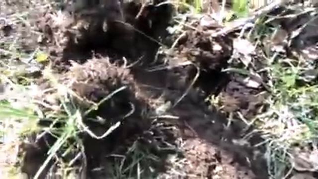 Черемша все-таки у меня на участке принялась, но пока еще мало и маленькая. Удобрила крыжовник. смотреть онлайн