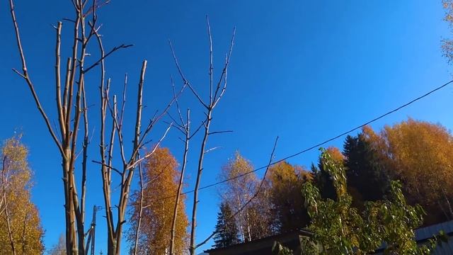 Осенняя обрезка молодых плодовых деревьев в саду. Обрезаю декоративные кустарники, грушу. смотреть онлайн