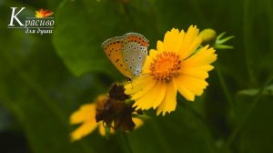Ангел пролетел - Сергей Чекалин. Музыка Сергея Чекалина
