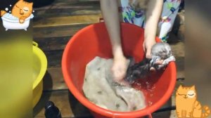 Как правильно купать котёнка первый раз?!