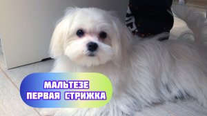 Первая стрижка для нашего щенка Баффи Мальтезе