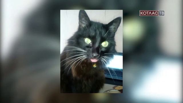 Потерялась кошка Груня 18 08 2017 смотреть онлайн