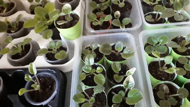 Фиалкаларымның өсуі смотреть онлайн