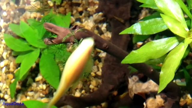 Роголистник, отличное растение для новичков аквариумистов. смотреть онлайн