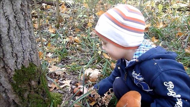 VLOG: В лес за грибами смотреть онлайн