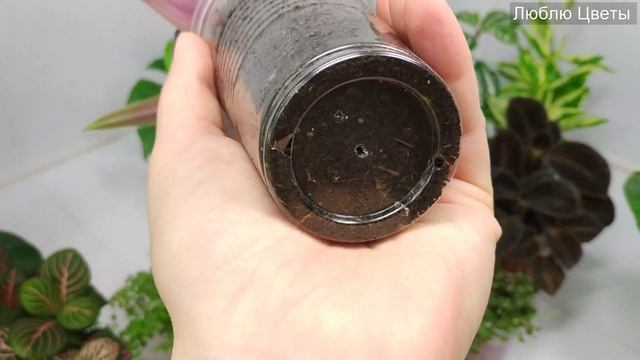 Почему я держу растения в маленьких горшках и прозрачных стаканчиках смотреть онлайн